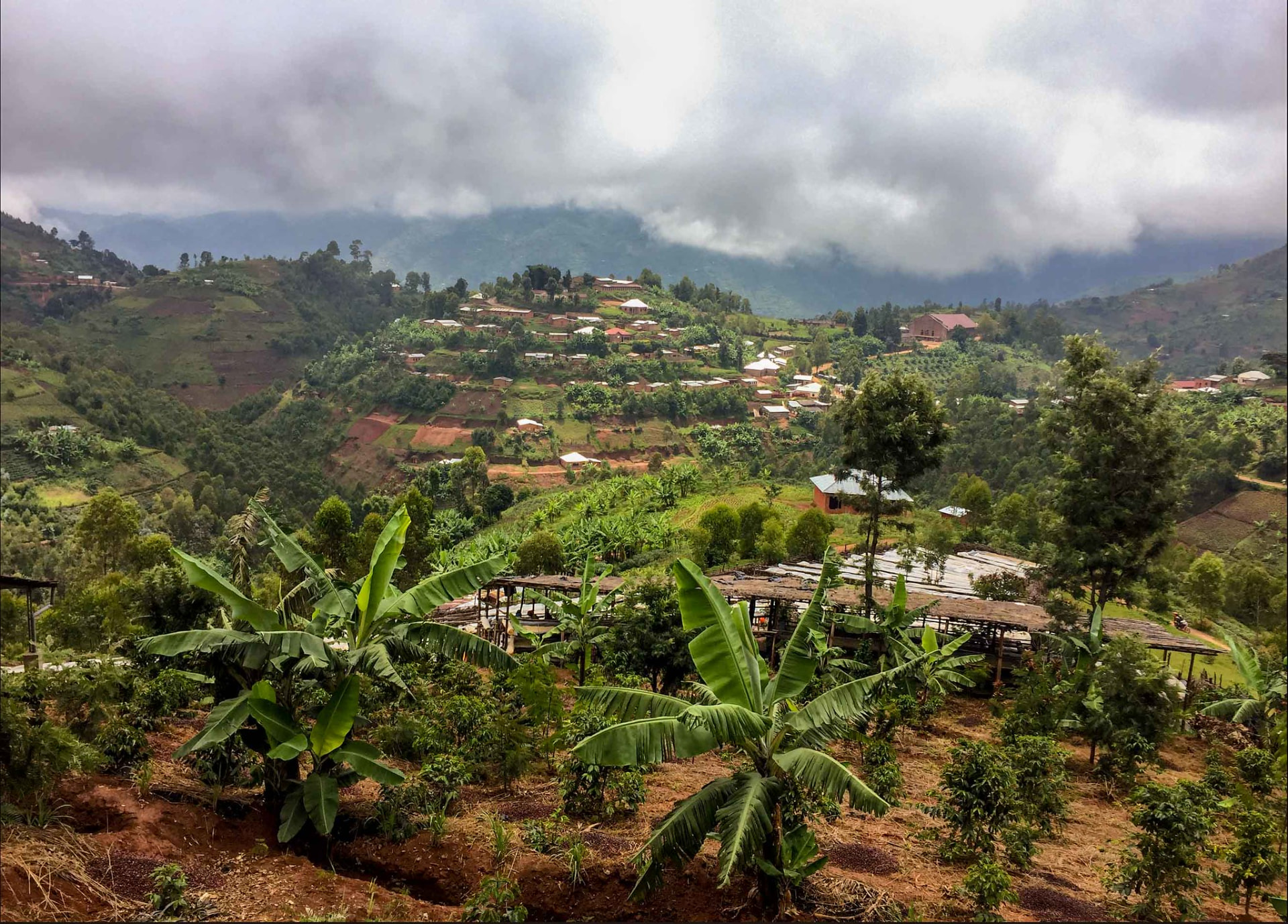 Coffee farm at origin